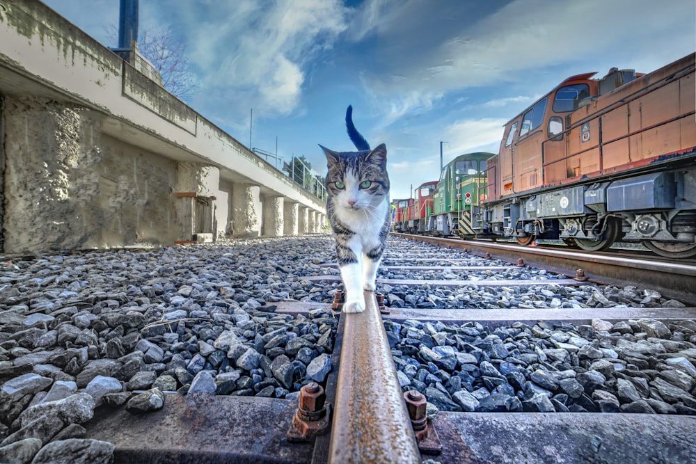 a cat standing on a rail near a train track
