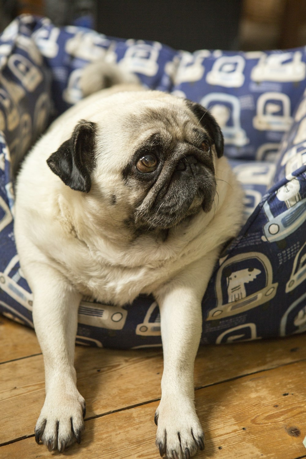 a pug dog laying in a dog bed on a wooden floor