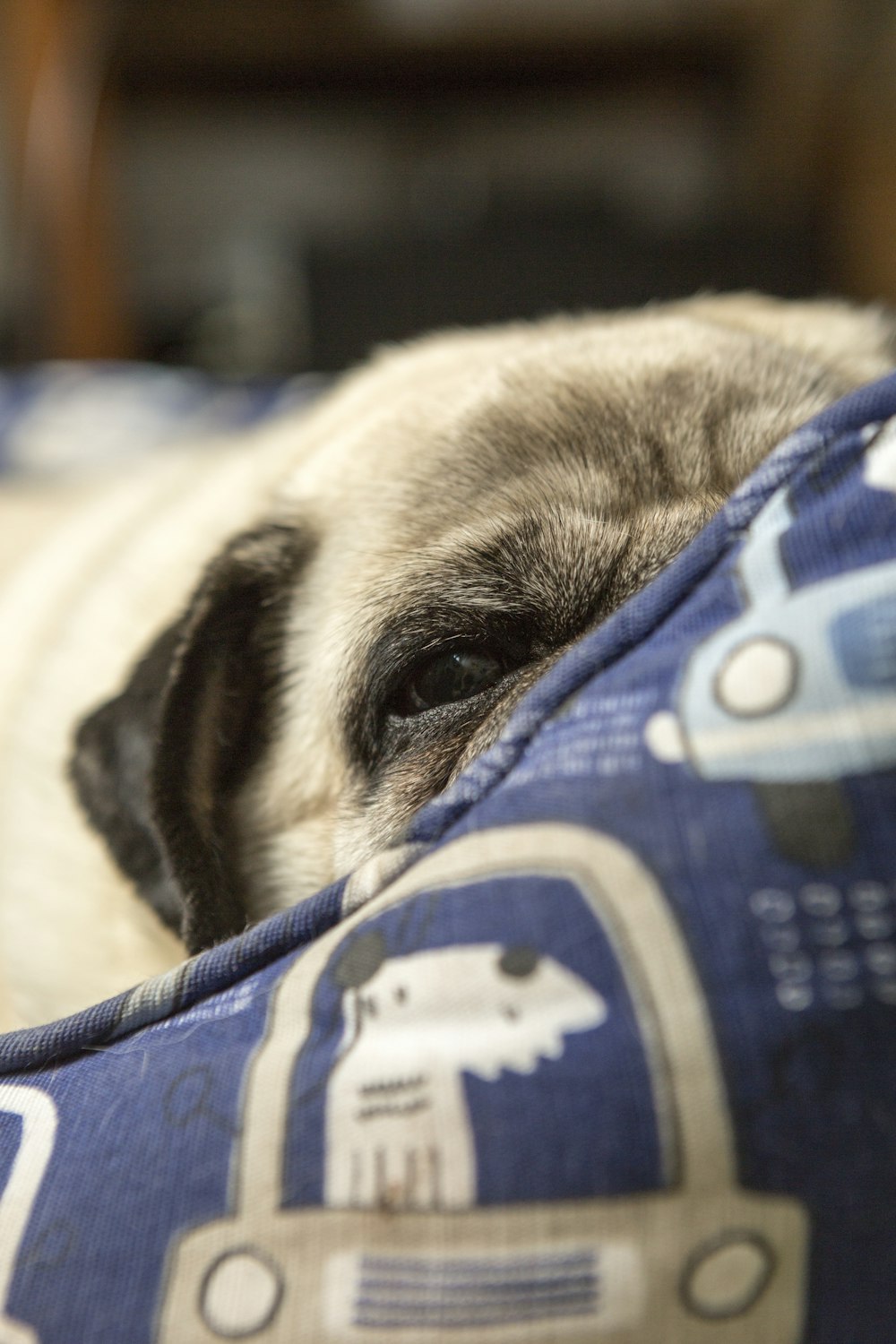 a pug dog is sleeping on a bed