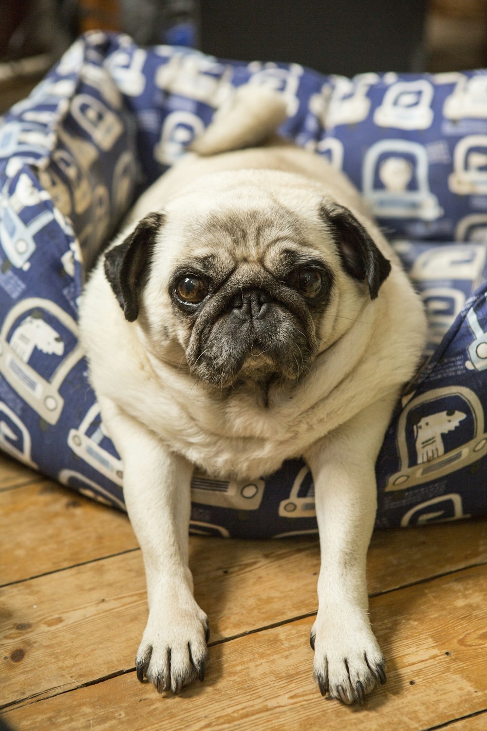 a small pug dog sitting in a dog bed