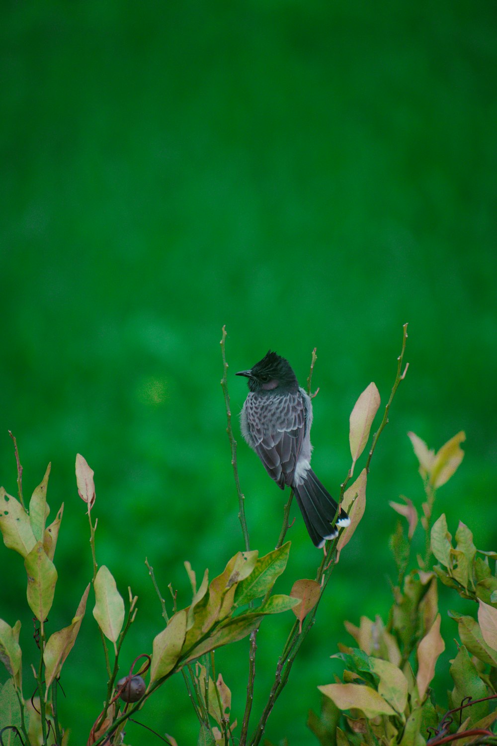 a small bird perched on top of a tree branch