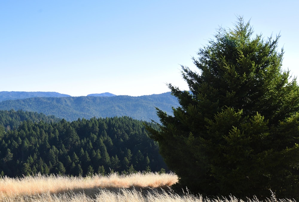 a view of the mountains and trees from a distance