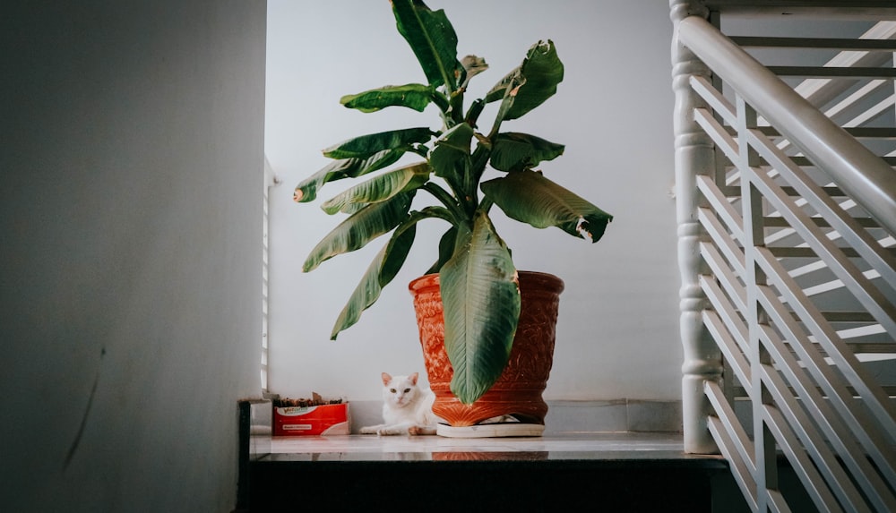 Eine Katze sitzt neben einer Topfpflanze auf einem Regal