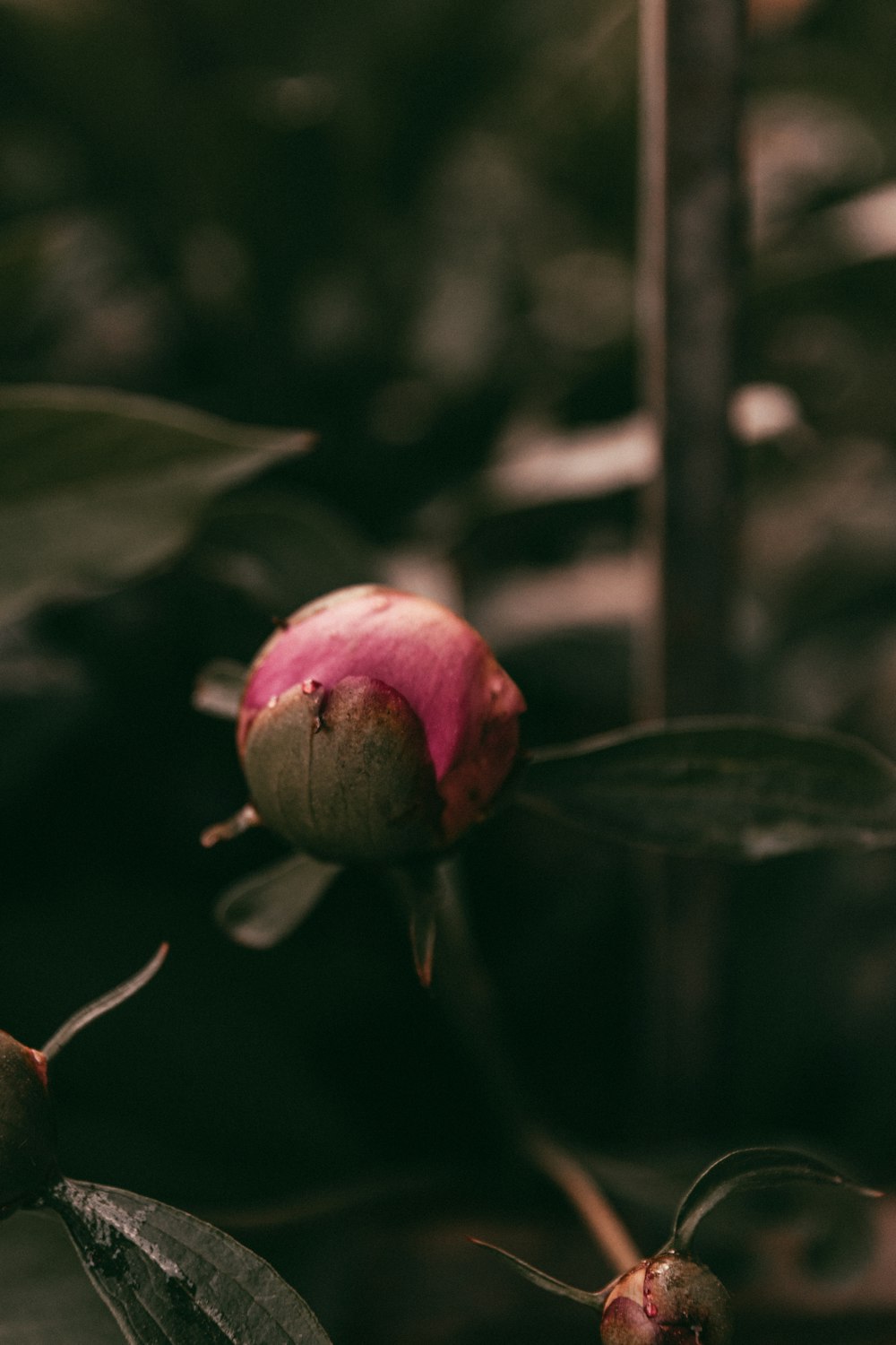 a pink flower bud on a tree branch