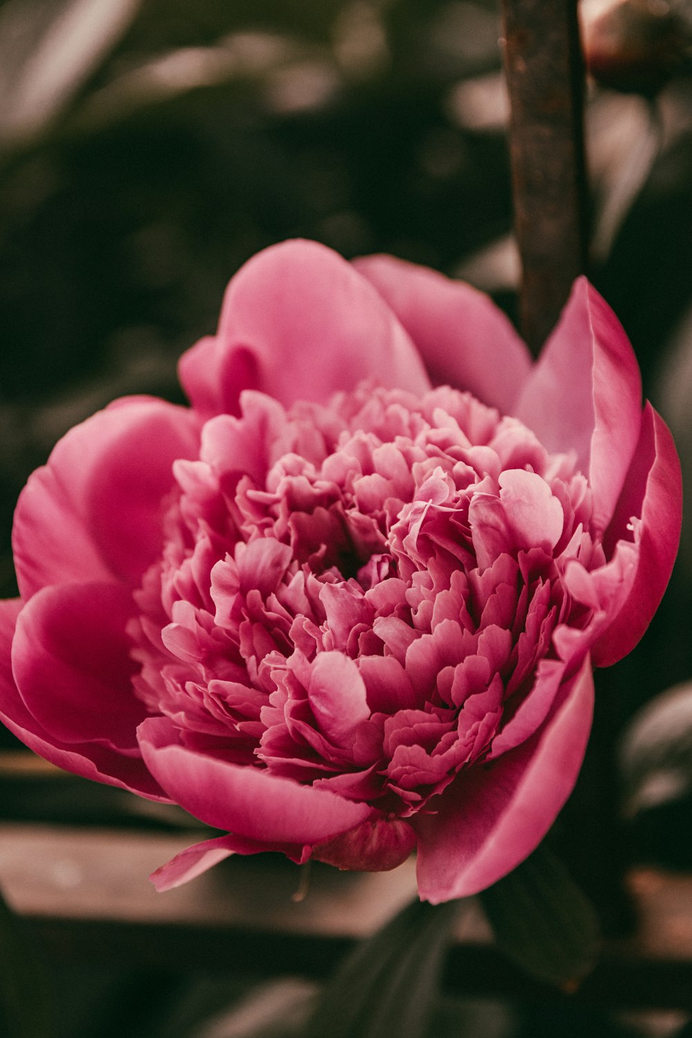 a pink flower is blooming in a garden