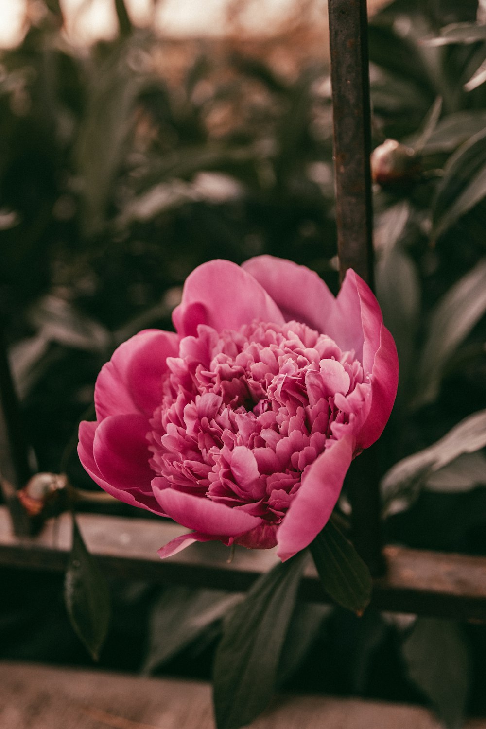 a large pink flower sitting on top of a wooden fence