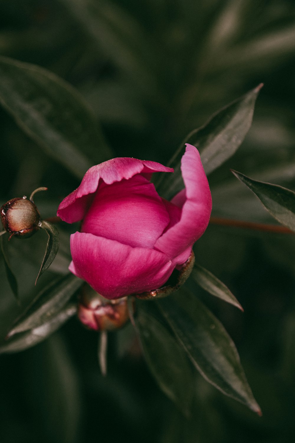 a pink flower with green leaves in the background