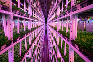 a large room filled with lots of plants