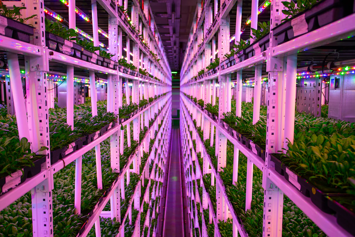 Modern indoor vertical farm