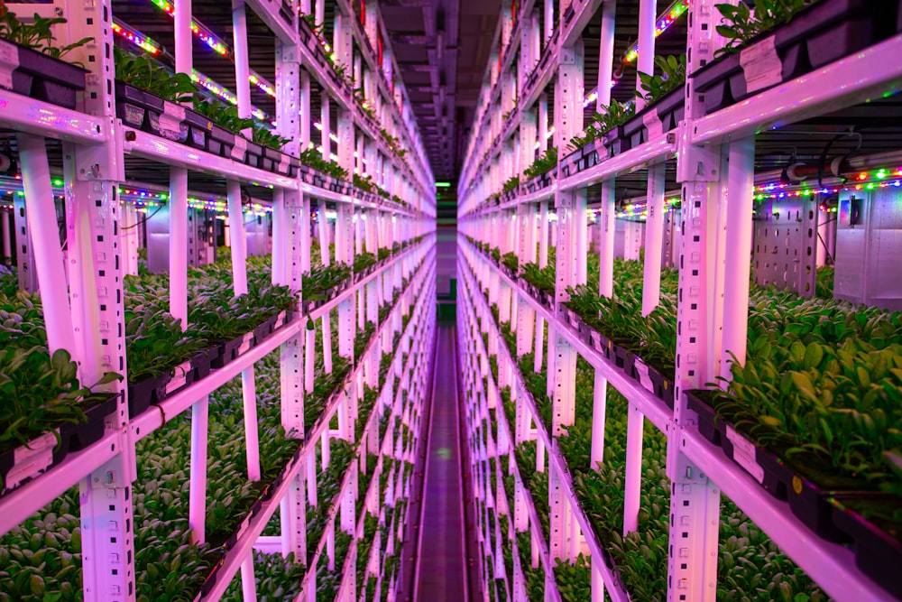 a large room filled with lots of plants