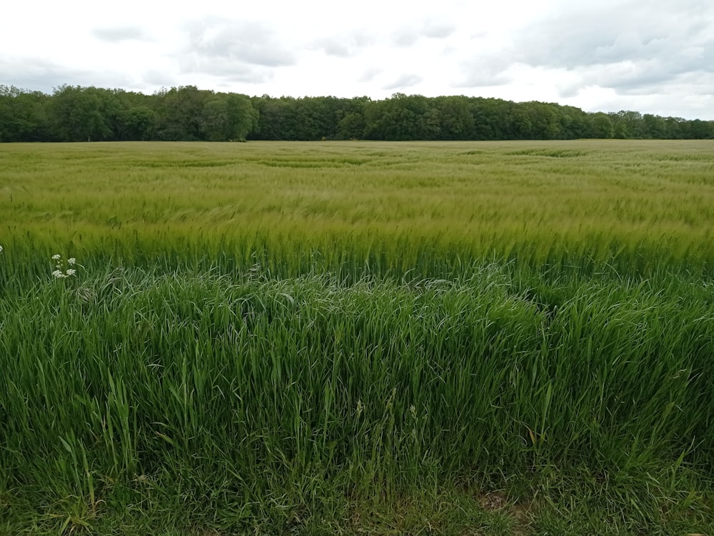 a field of tall grass with trees in the background