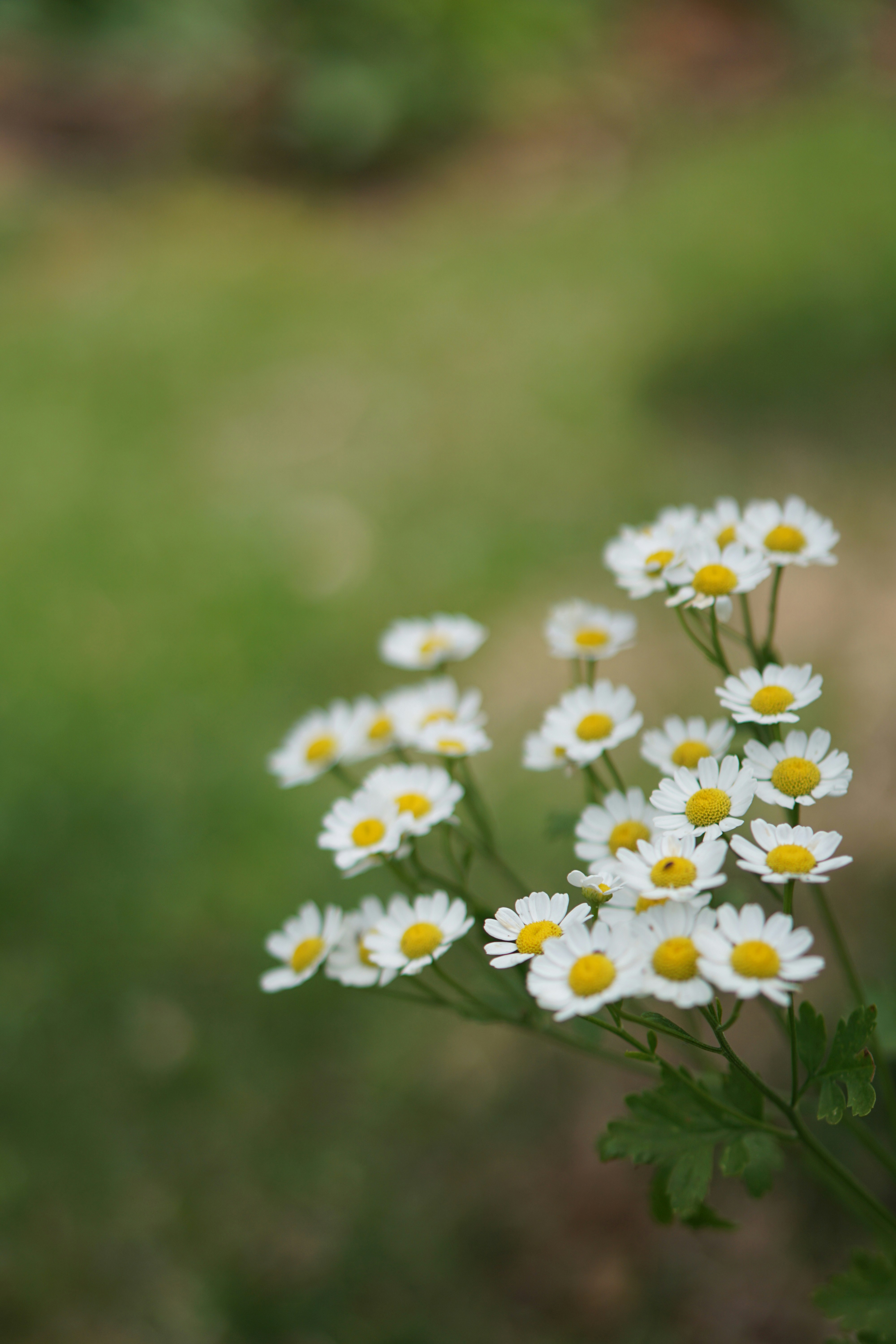 Photo by littlelion0727