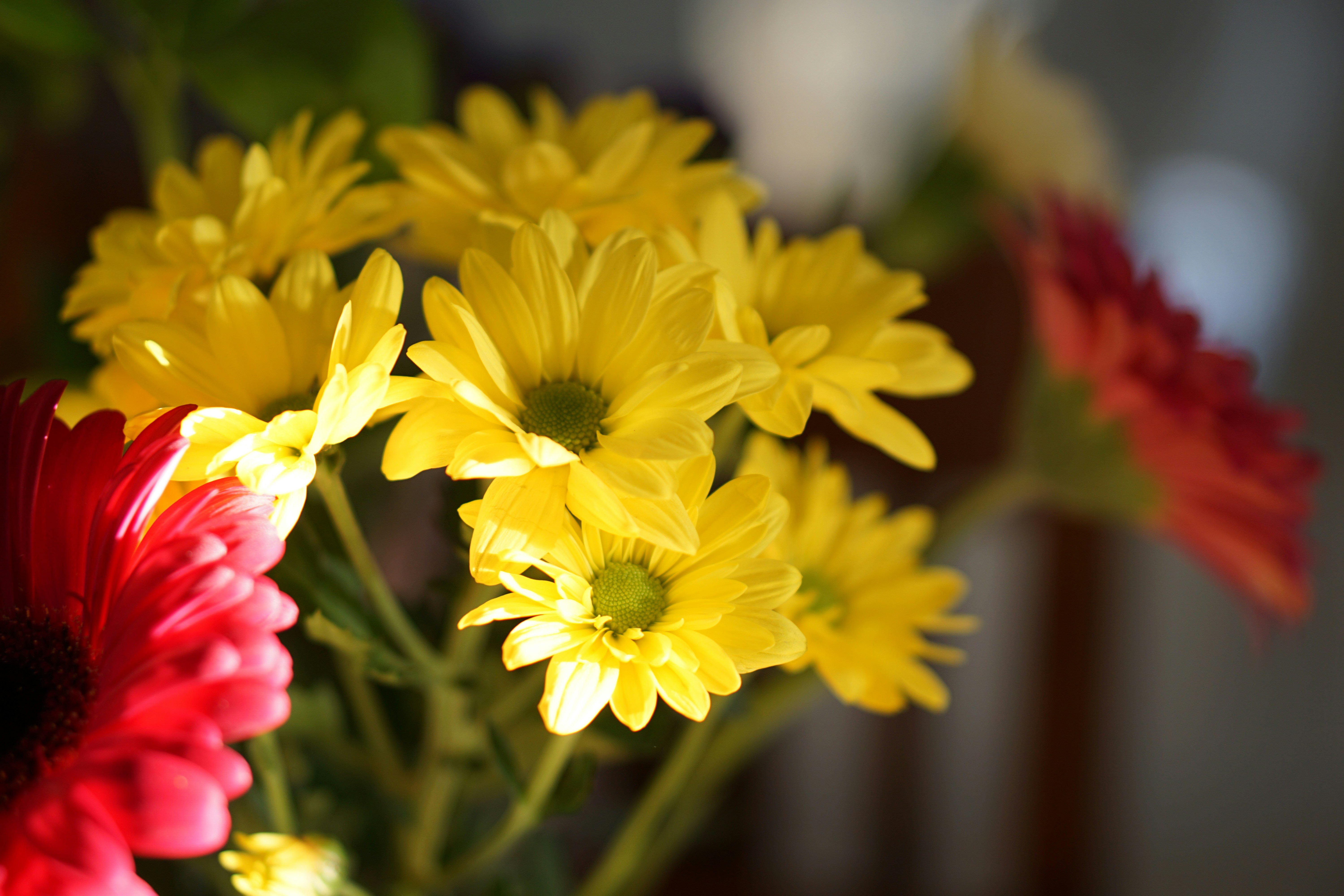 Photo by littlelion0727