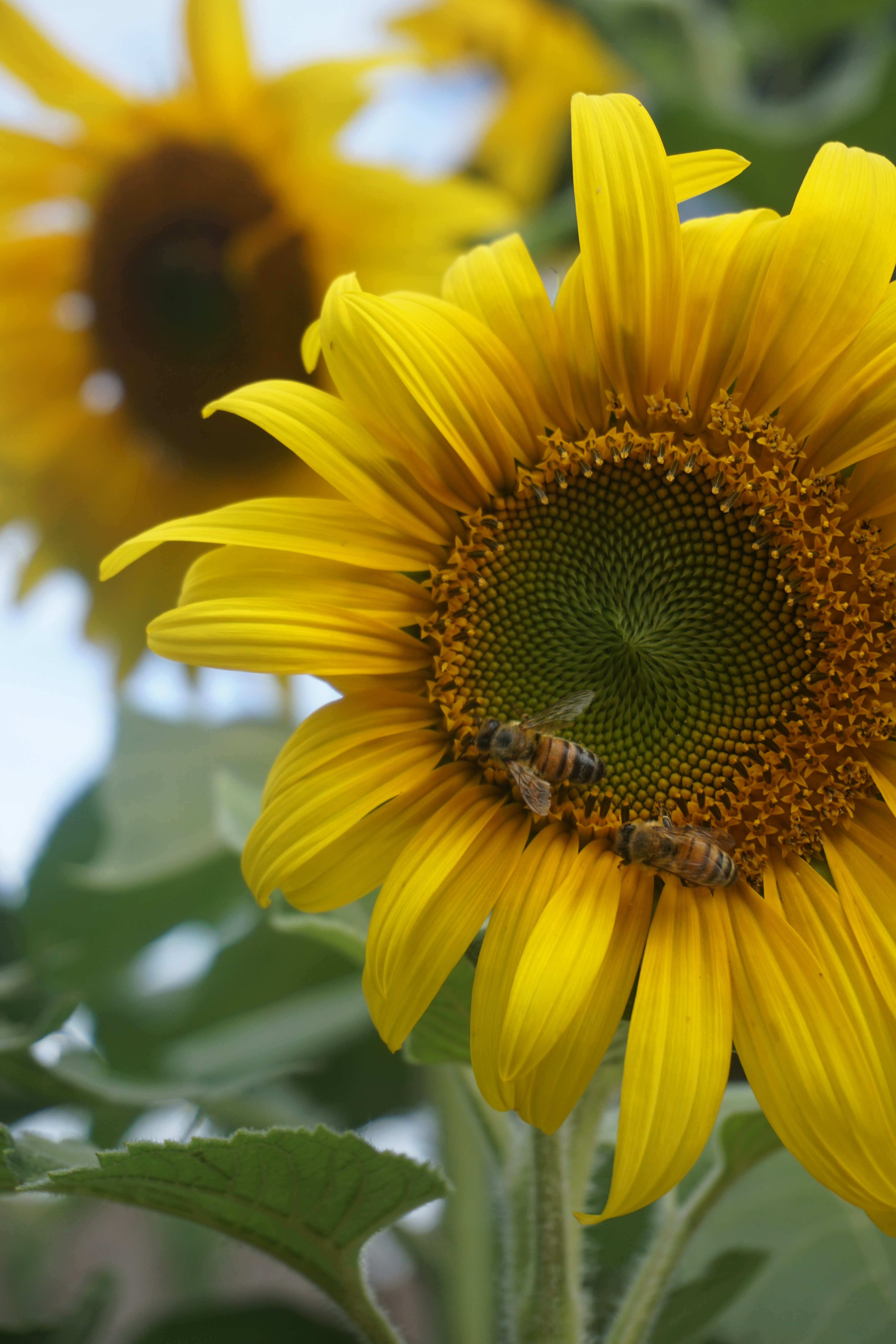 Photo by littlelion0727