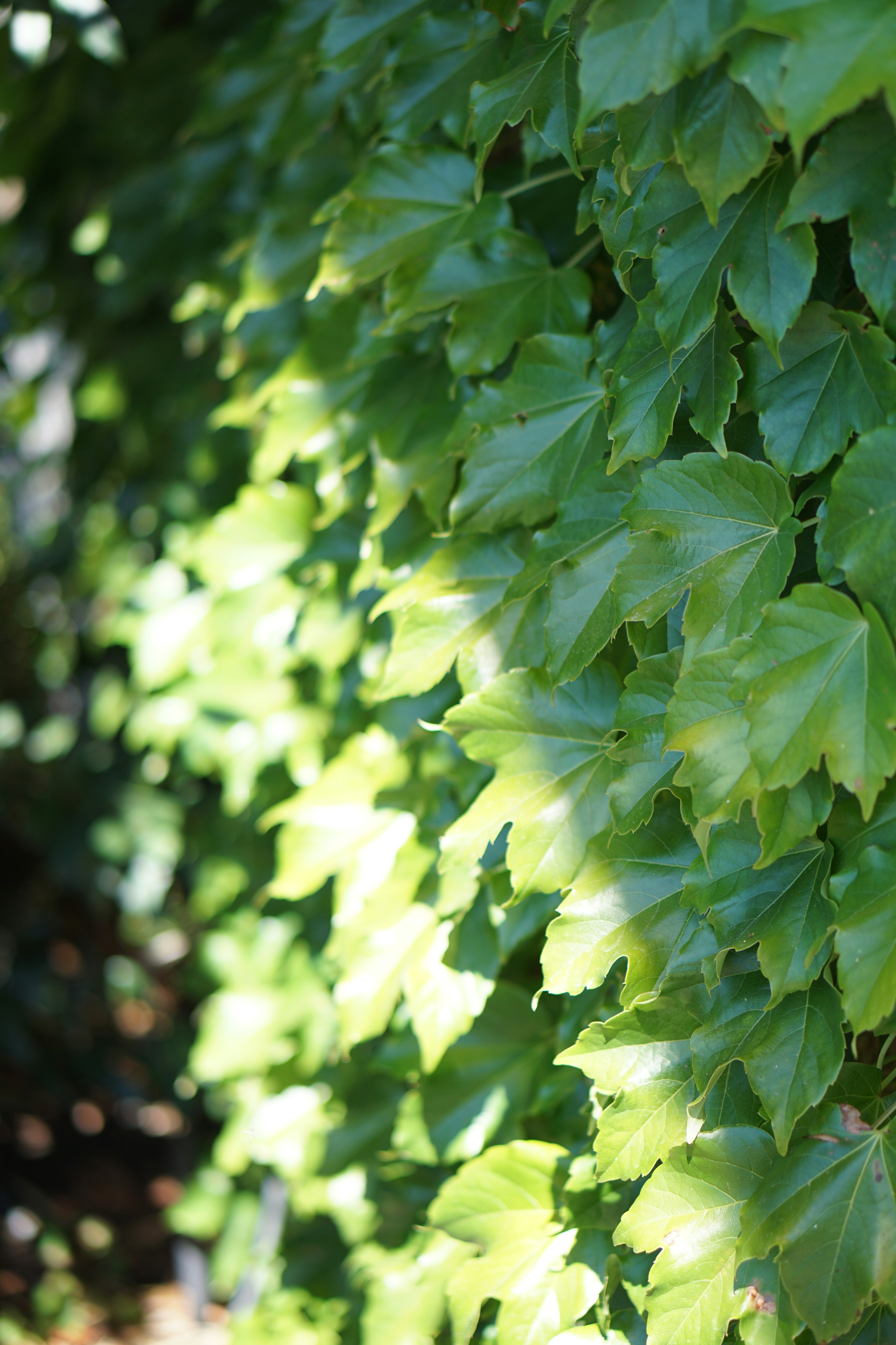 Photo by littlelion0727