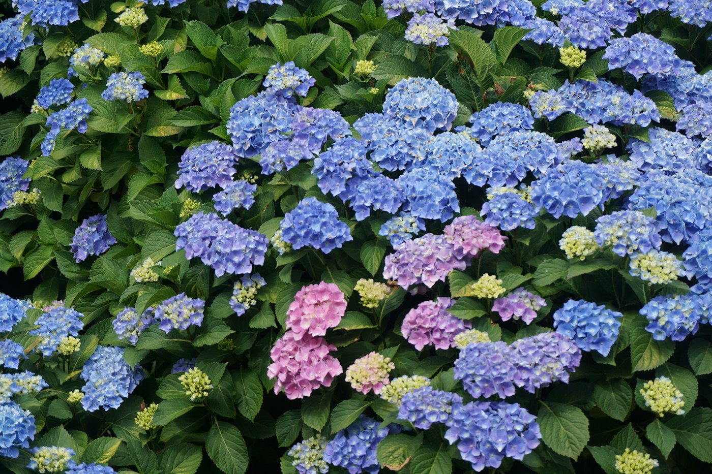 Hydrangeas blooming in shades of blue and pink