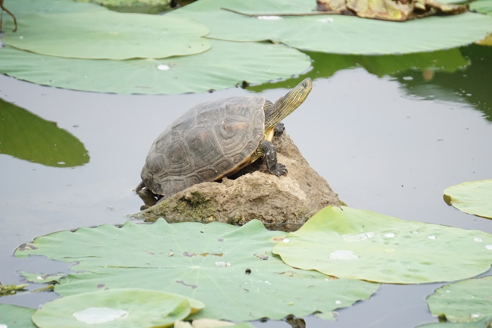 a turtle sitting on top of a rock in a pond