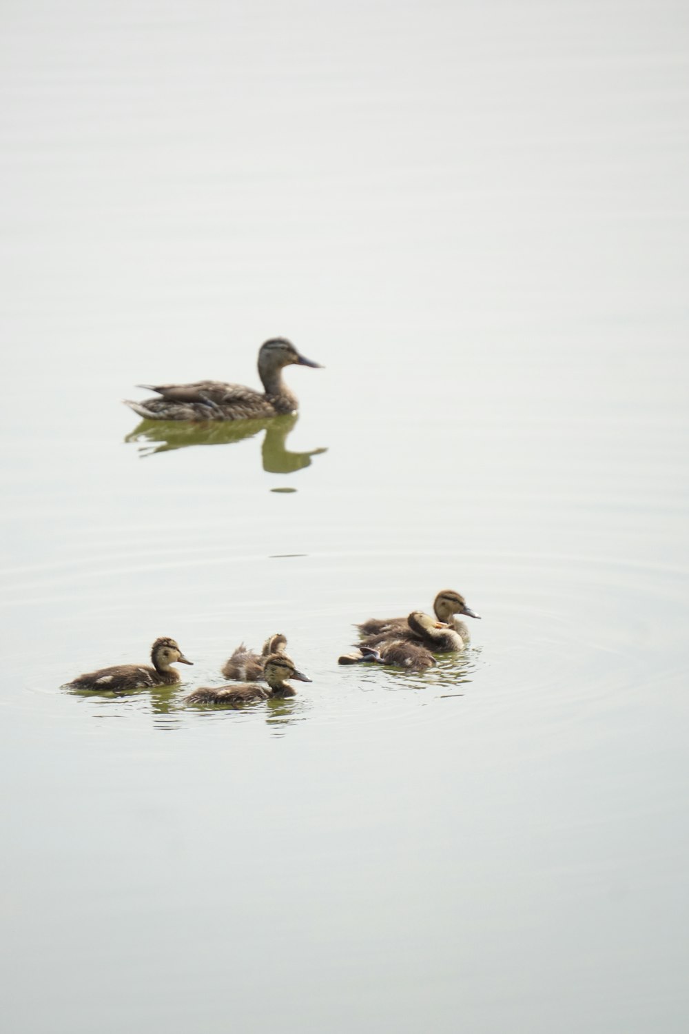 a group of ducks floating on top of a lake