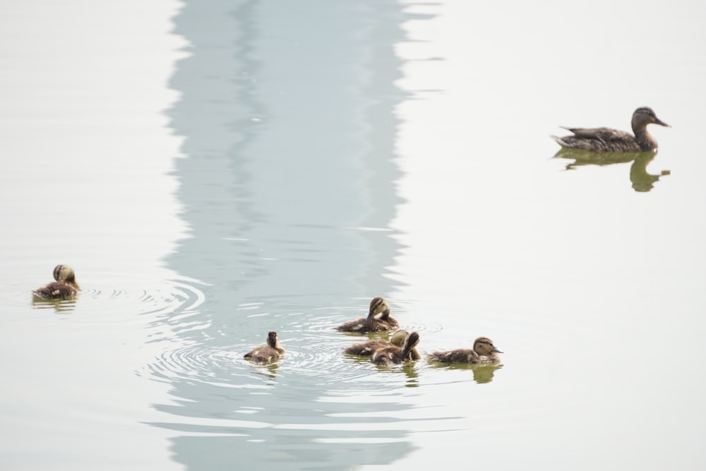 a group of ducks floating on top of a lake