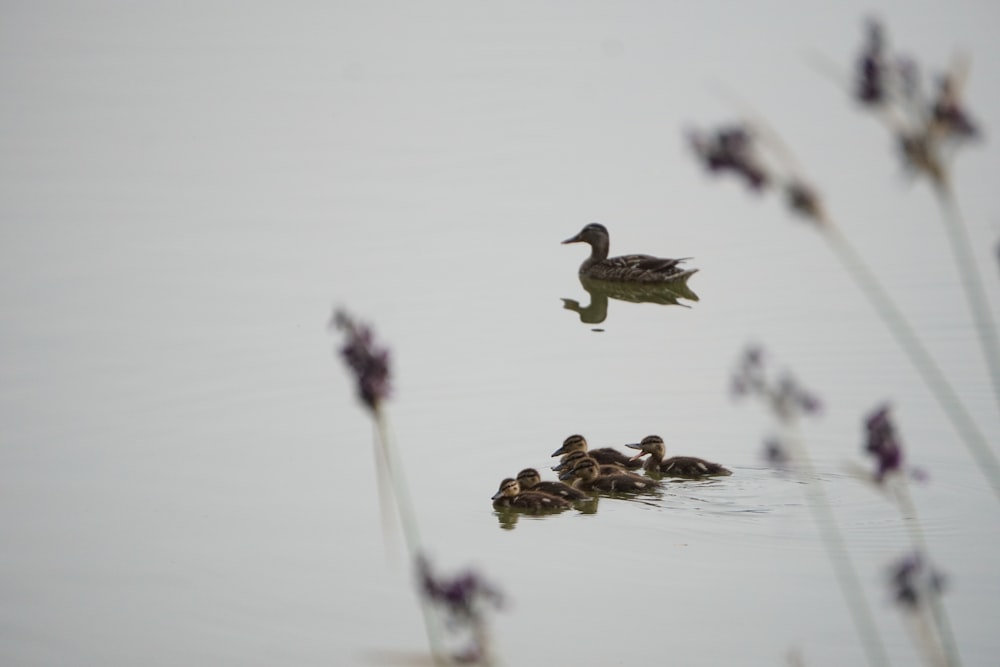 a group of ducks floating on top of a body of water