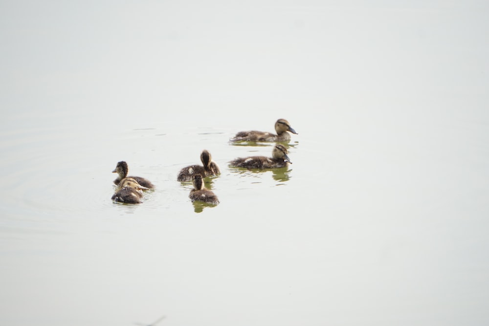 a group of ducks floating on top of a lake