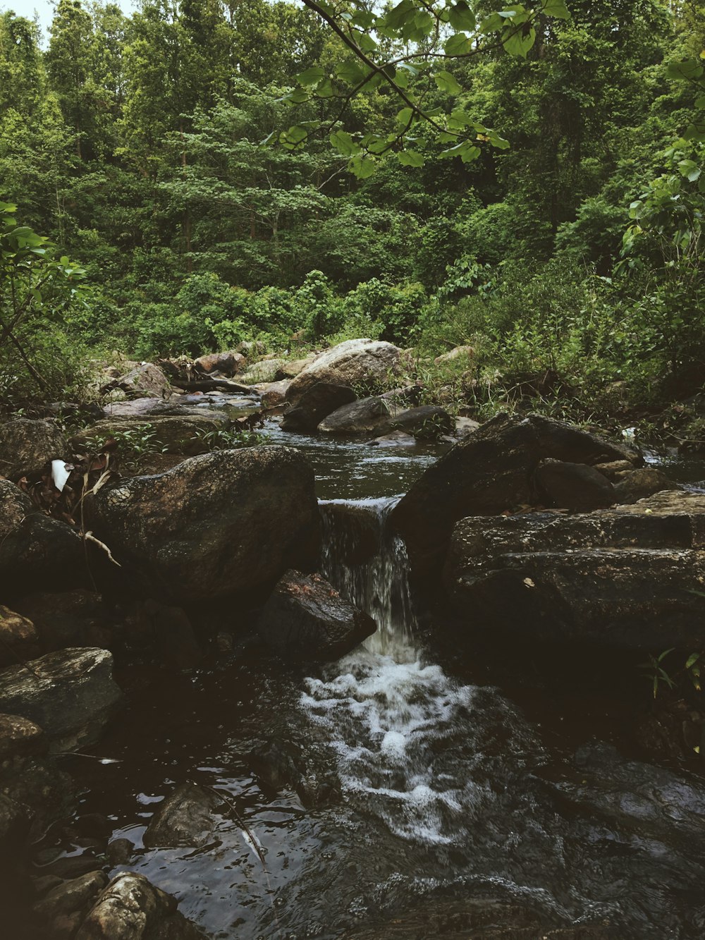 a stream running through a lush green forest