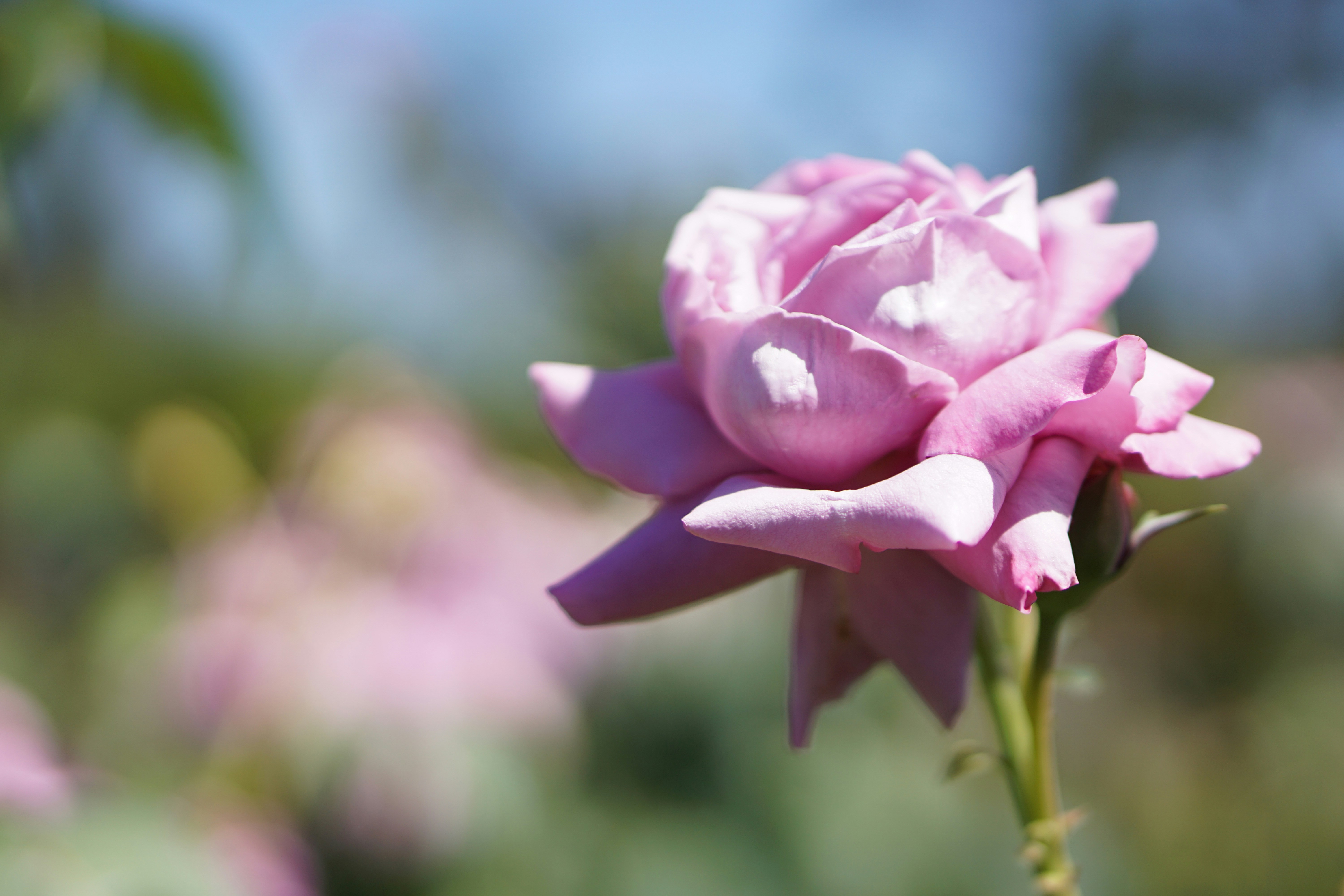 Photo by littlelion0727