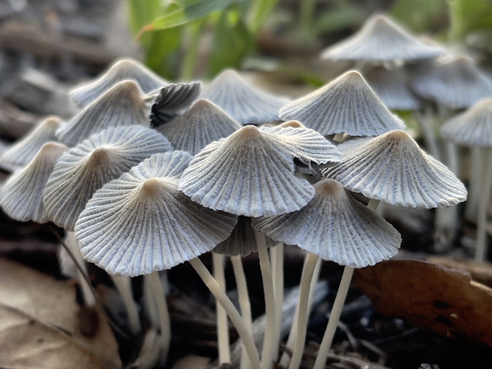 a group of small white mushrooms growing on the ground
