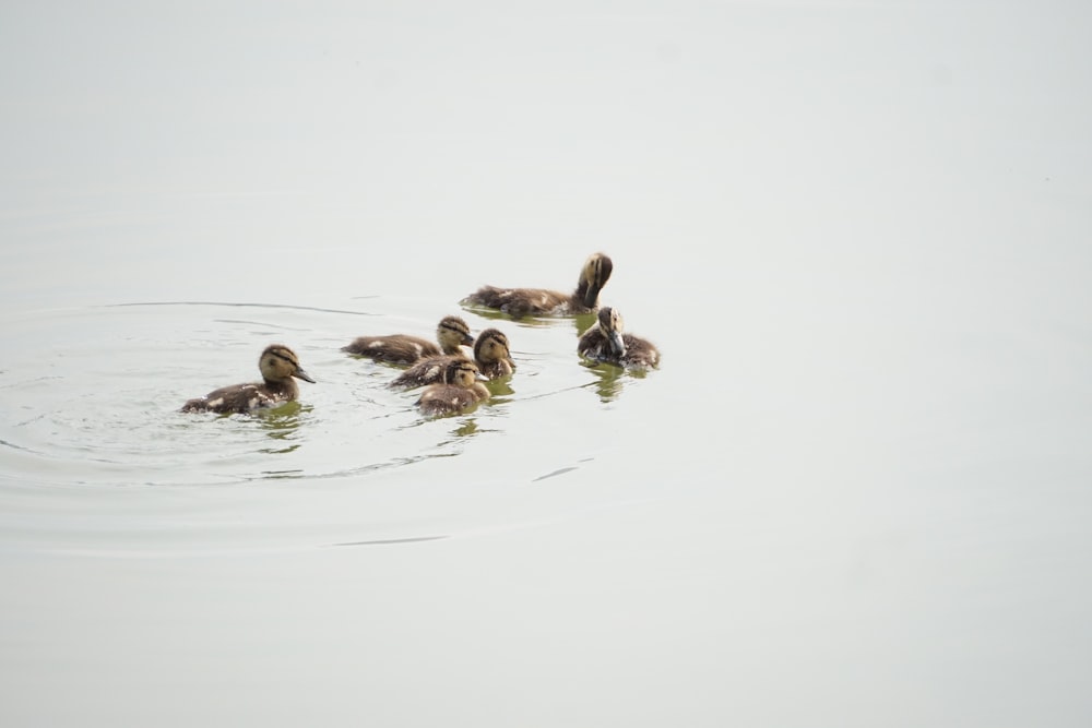 a group of ducks floating on top of a lake