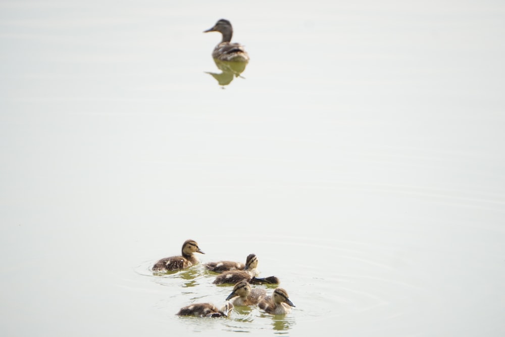 a group of ducks floating on top of a lake