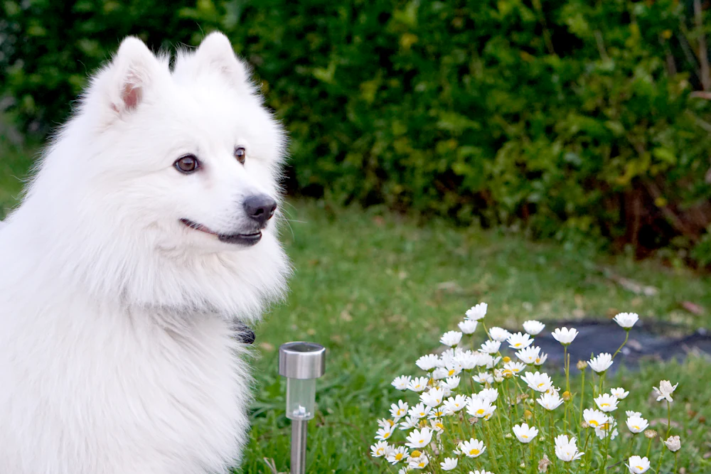 Japanese Spitz, photo 1