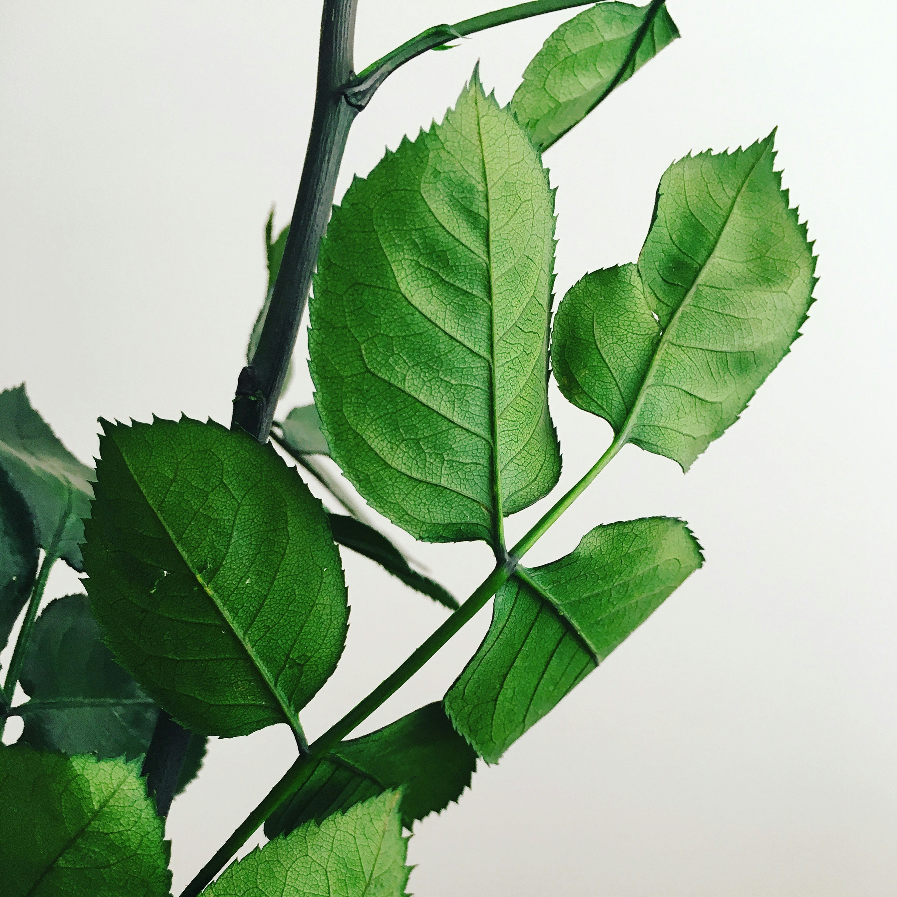 Photo by littlelion0727