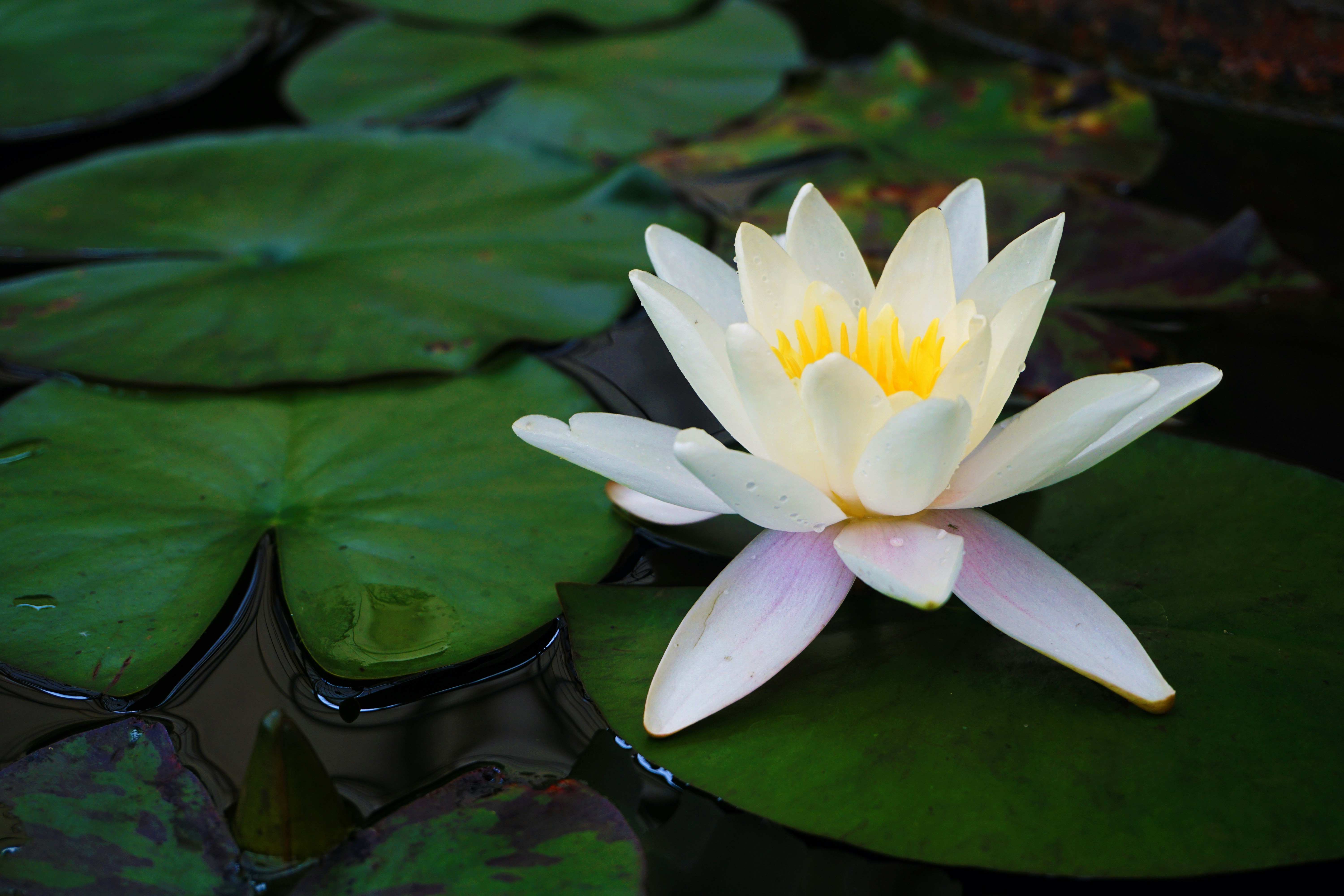 Photo by littlelion0727