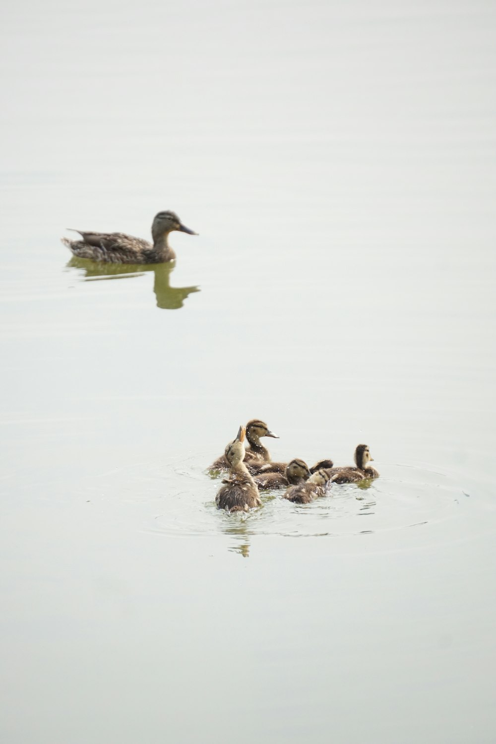 a group of ducks floating on top of a lake