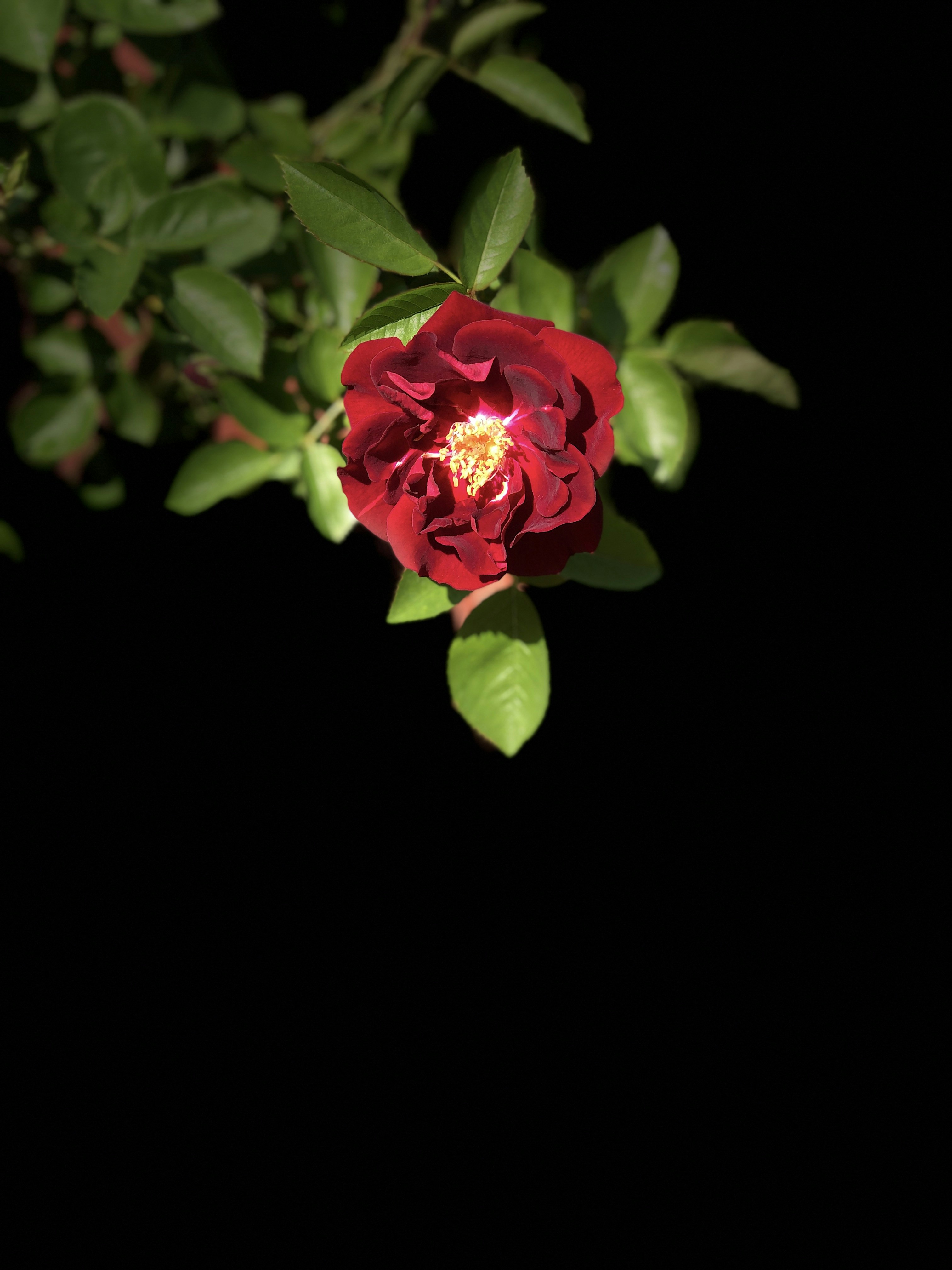 Choose from a curated selection of flower photos. Always free on Unsplash.