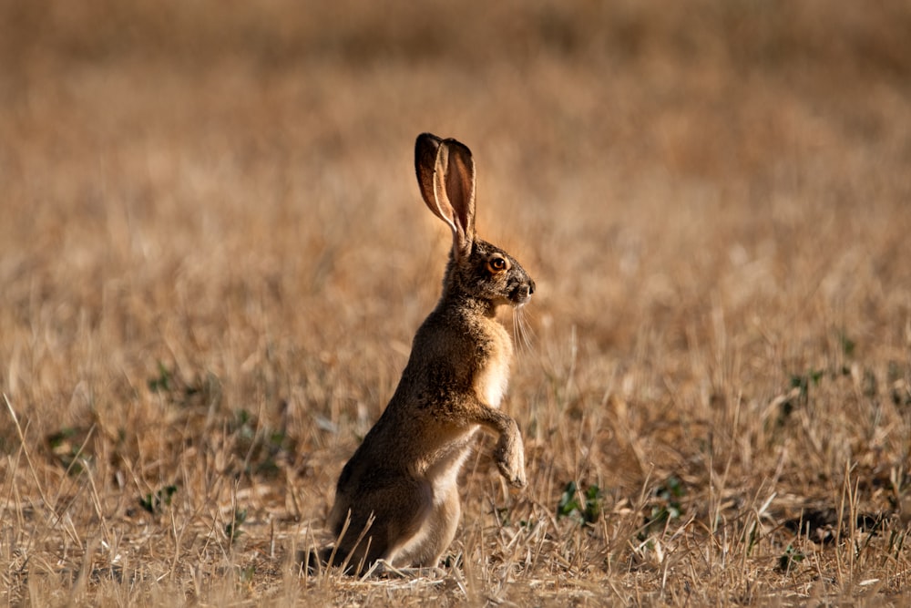 Un coniglio in piedi sulle zampe posteriori in un campo