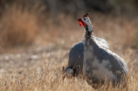 A guinea fowl with spotted plumage stands in tall dry grass, its head turned slightly to the side. The bird's striking red and white head is prominent against the muted browns and grays of the background.