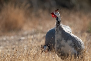 A guinea fowl with spotted plumage stands in tall dry grass, its head turned slightly to the side. The bird's striking red and white head is prominent against the muted browns and grays of the background.