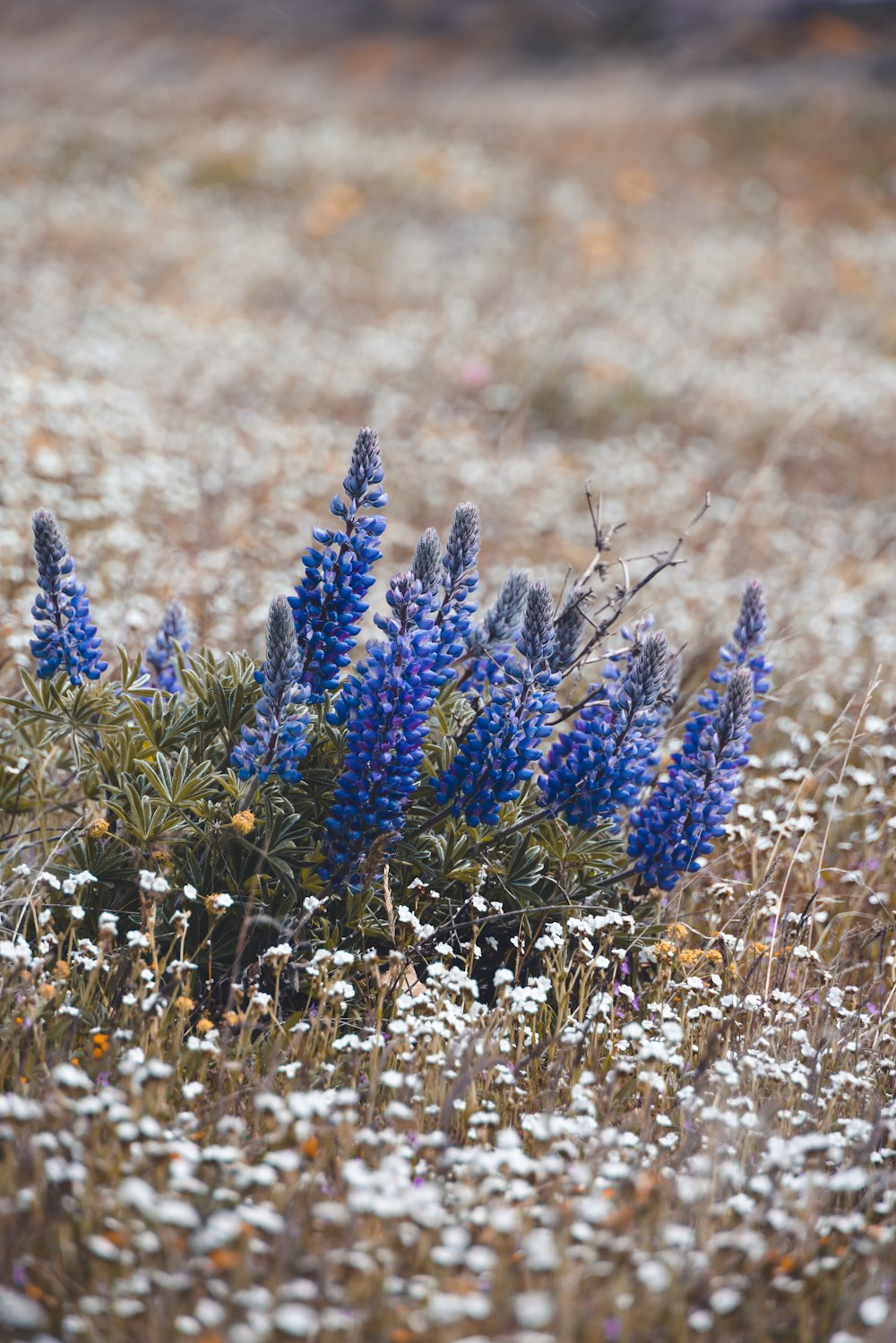 a bunch of flowers that are in the grass