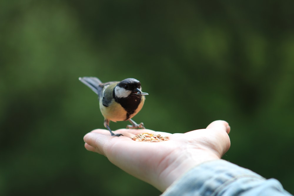 a small bird perched on top of a person's hand