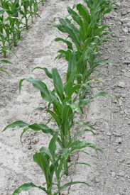 a row of green plants growing in the dirt