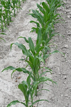 a row of green plants growing in the dirt