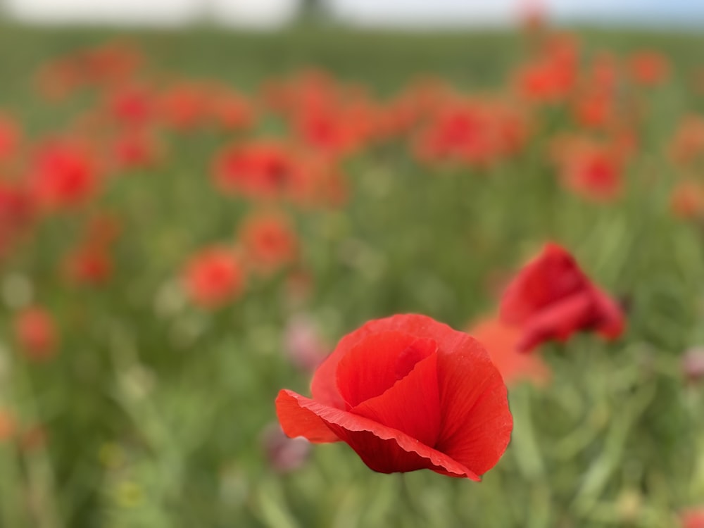 a field full of red flowers with a sky in the background