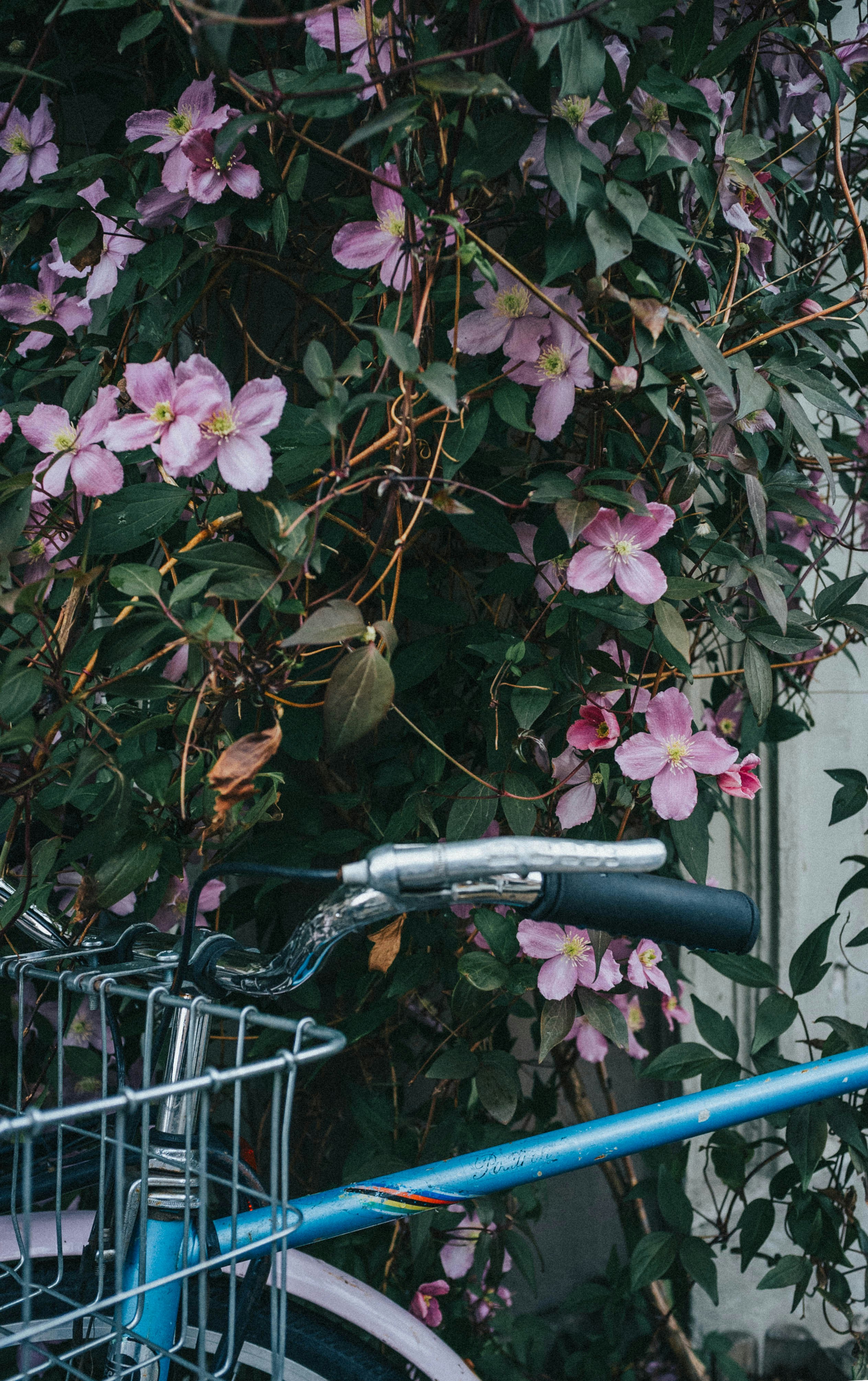 Photo by moisamihai092