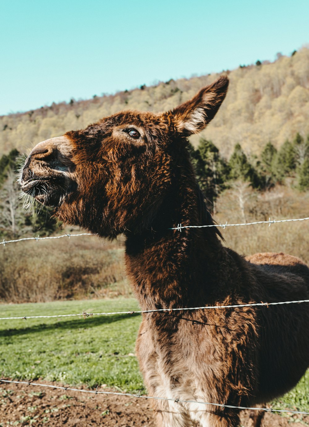 a brown llama standing next to a wire fence