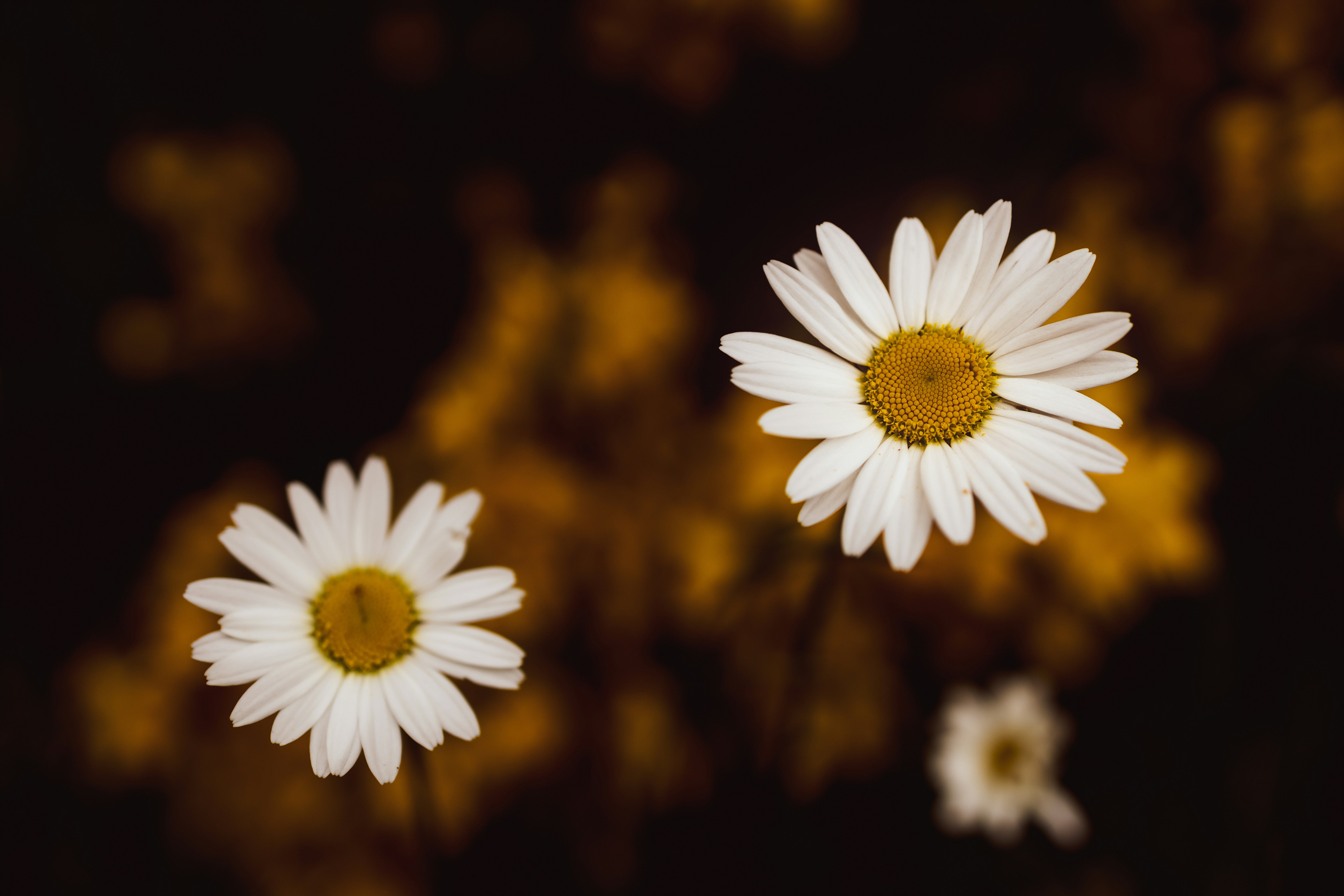 Photo by myriamzilles