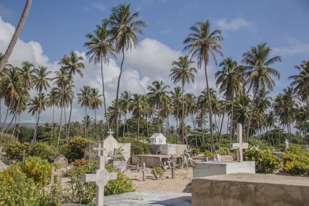 A serene cemetery is surrounded by tall palm trees under a blue sky with scattered clouds. Numerous white crosses and tombstones are visible among the greenery, creating a peaceful and slightly rustic atmosphere.