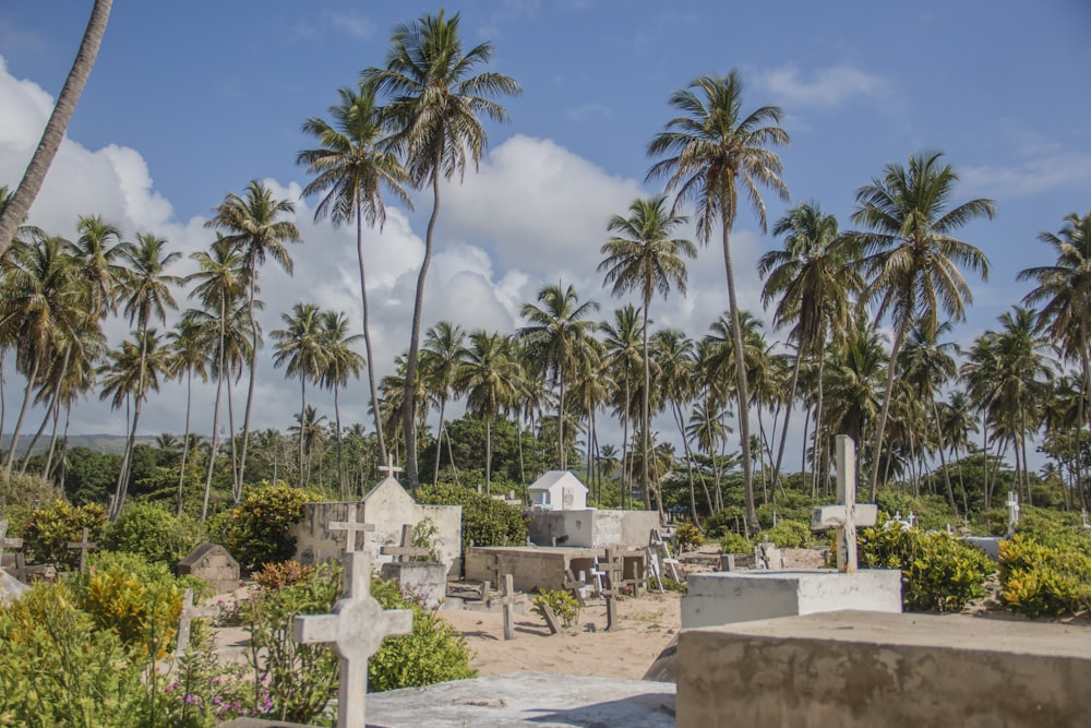 a cemetery with palm trees in the background