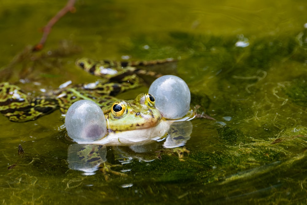 a frog with two eggs in its mouth floating in the water