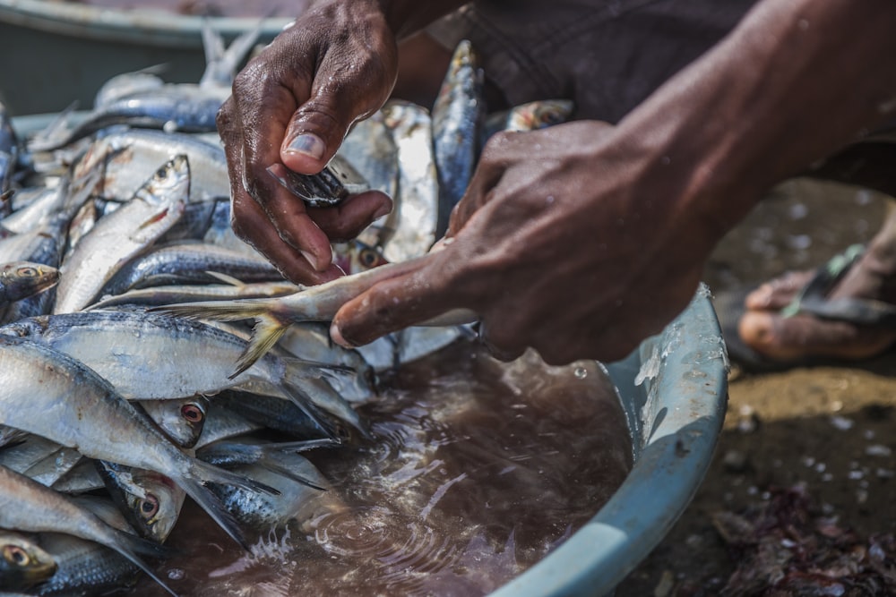 a person is scooping fish out of a bucket